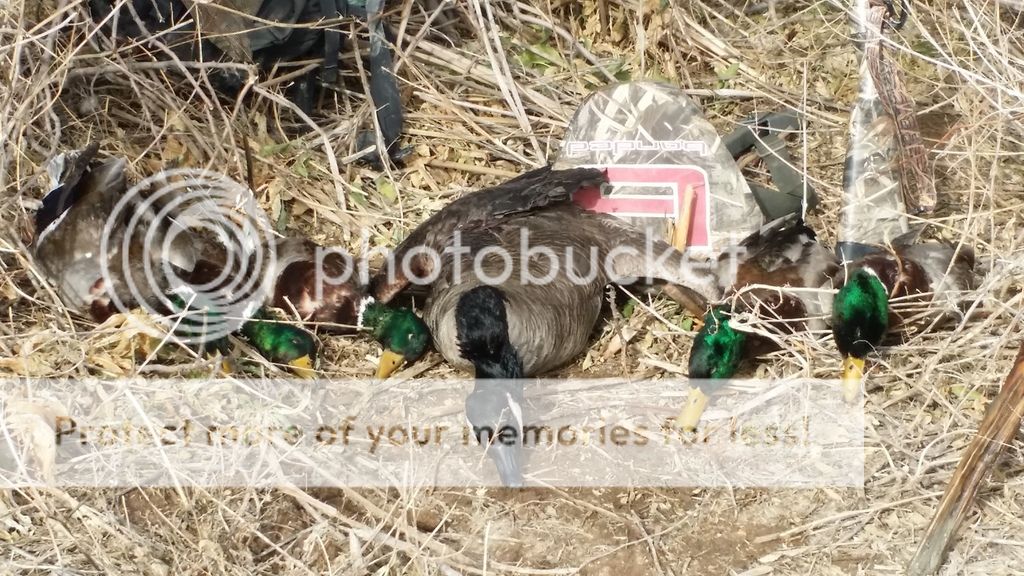 Hunting Partner Duck Hunting Forum